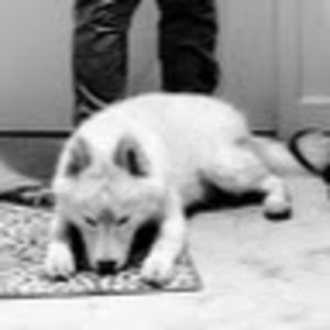 Meet your Posher, Peter